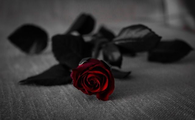 Frases de amor bonitoas para dedicar