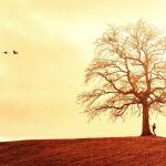 Test del árbol (Blob tree) – Descubre tu estado emocional