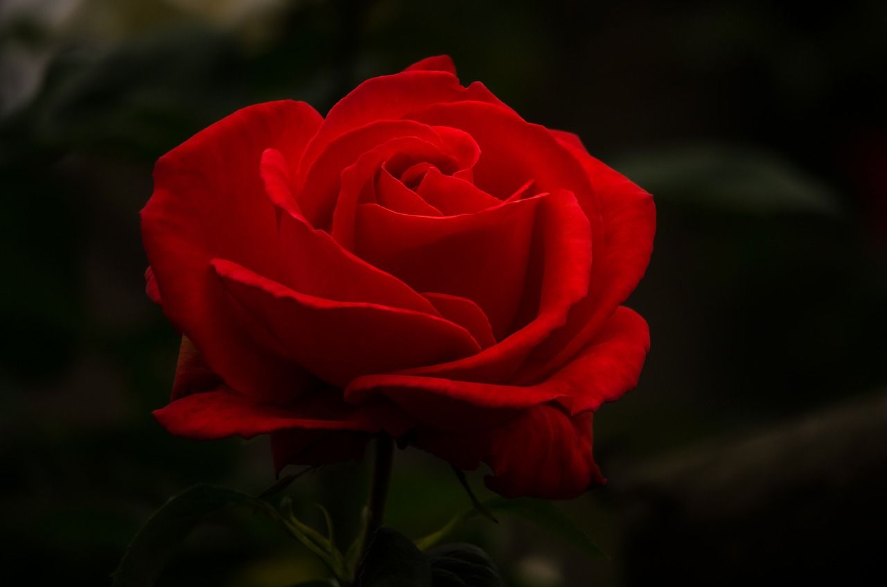 mensajes de amor para enamorar